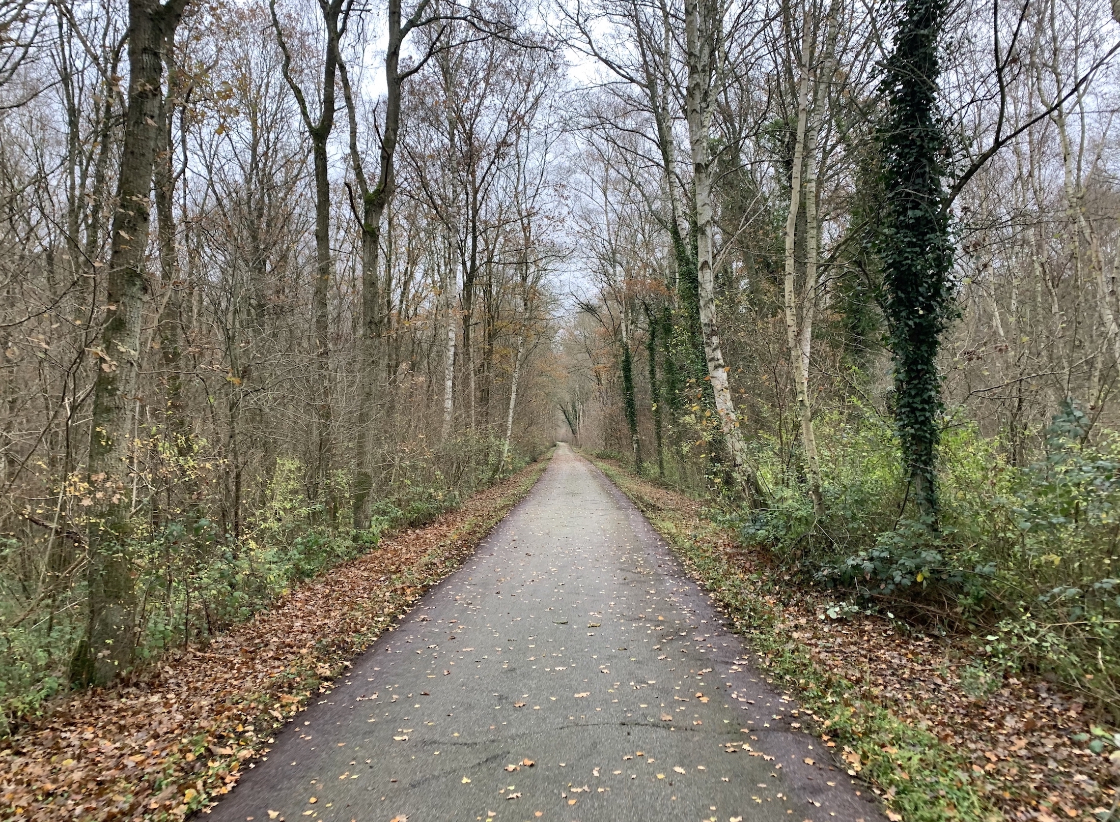 French rail trail surrounded by trees