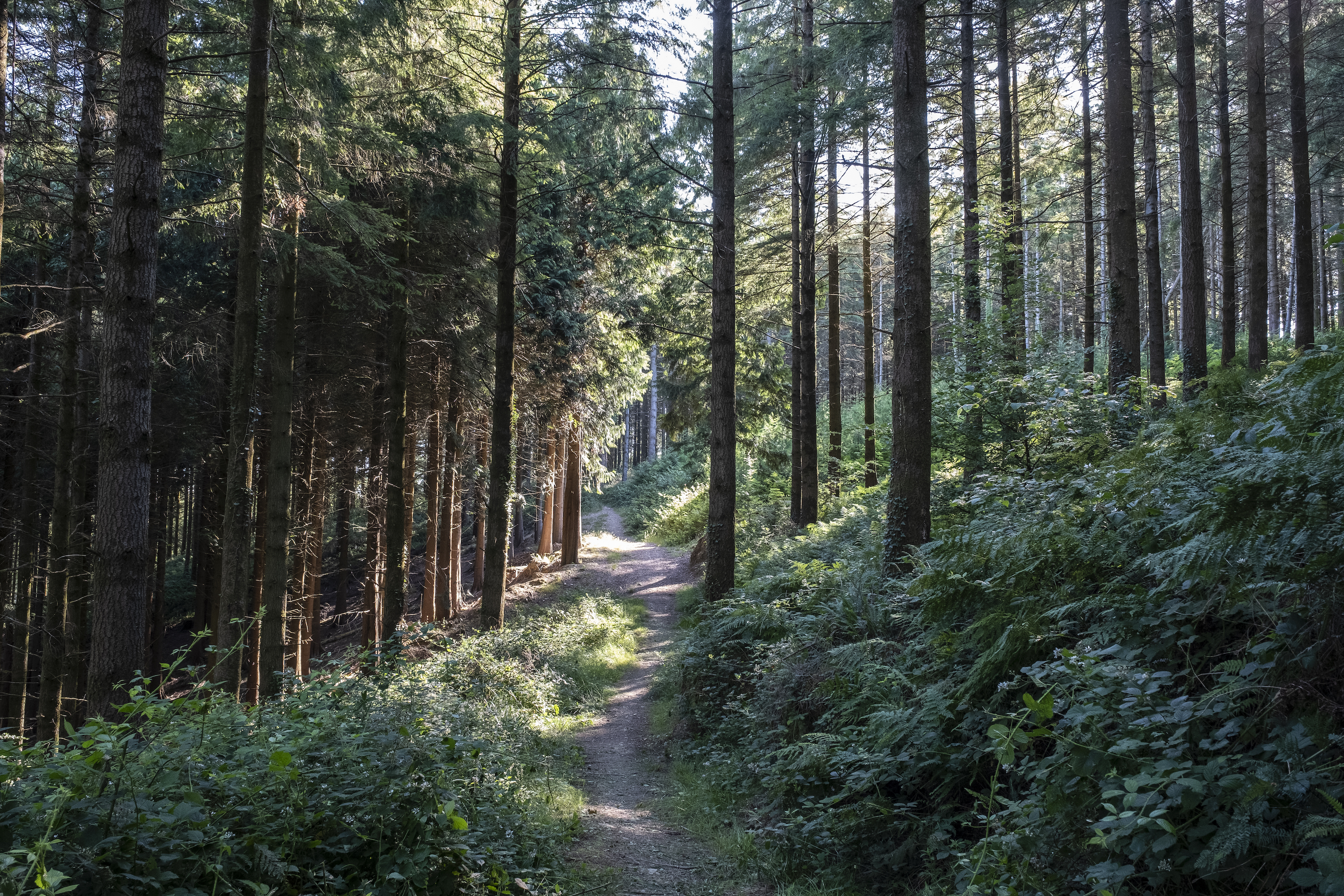 An ancient woodland with no ancient trees, just non-native conifers and clear-cutting.