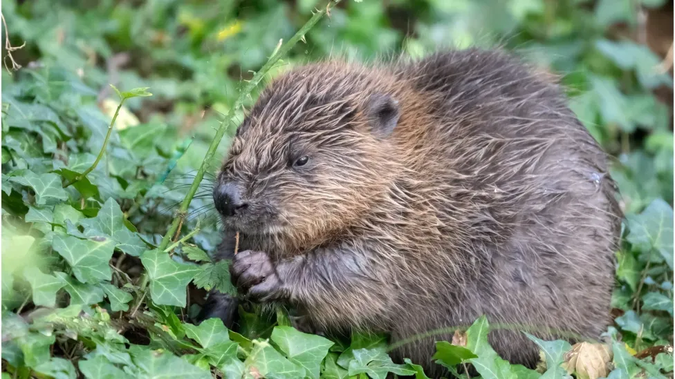 Renewables overtake fossil fuels in Europe, Baby Beavers in London, and Drivers Ditching Cars