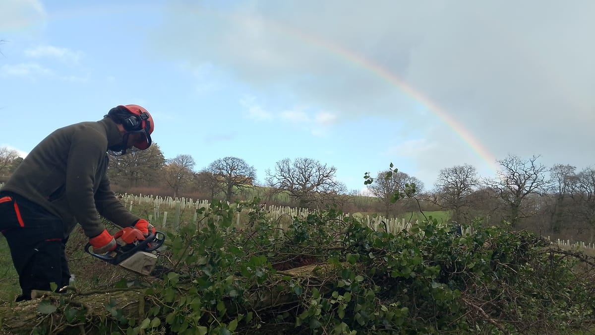 Restoring ancient woodlands the violent way, fixing boats and making my niece happy