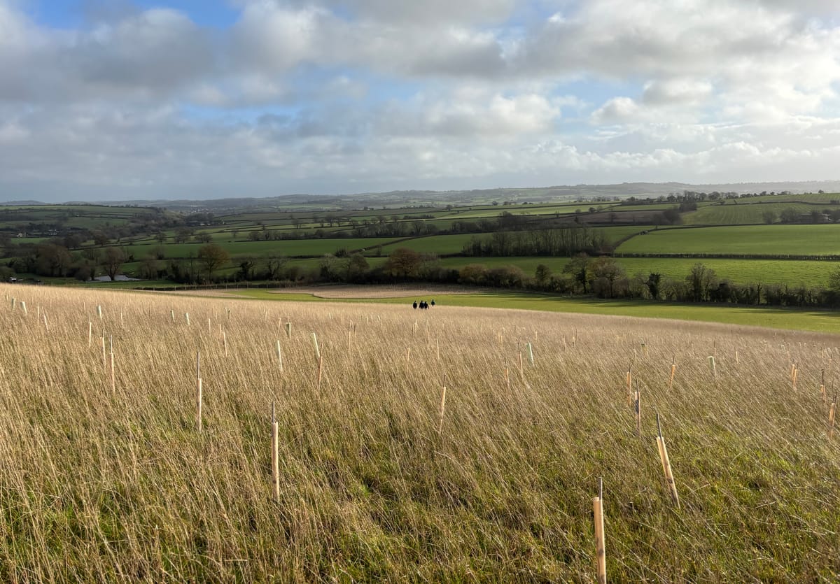 Tree planting (and invasive mangling) season 2025/26 in full swing