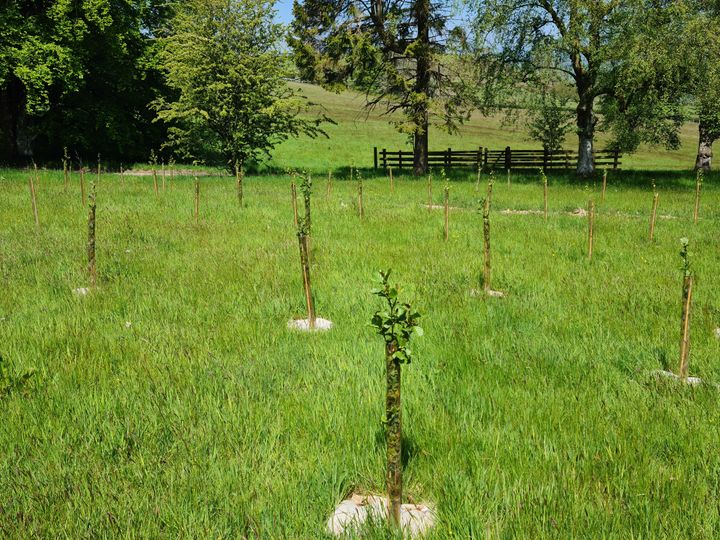 Misconceptions about tree planting