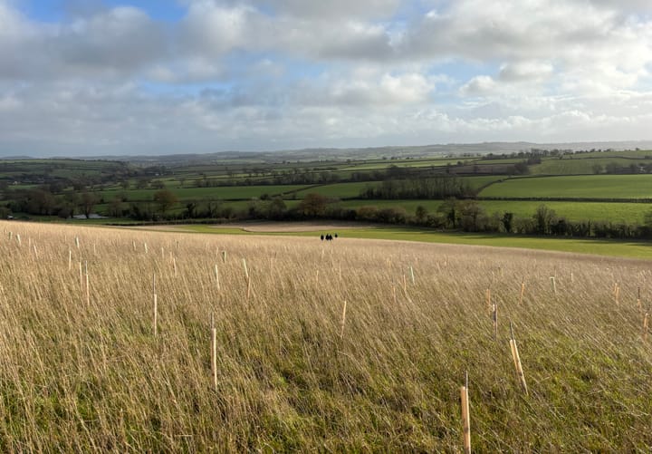 Tree planting (and invasive mangling) season 2025/26 in full swing